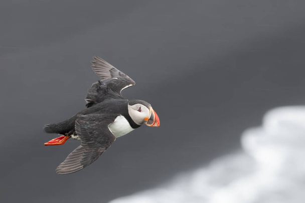 A shallow focus shot of an Atlantic puffin flying over the snow with blurred gray background somewhere in Iceland - Фото, изображение
