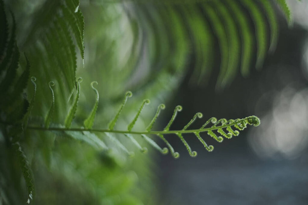 A vertical shot of growing fern isolated on blurred background - Zdjęcie, obraz