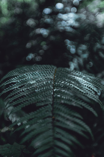 A vertical closeup shot of a green fern leaf - Fotoğraf, Görsel