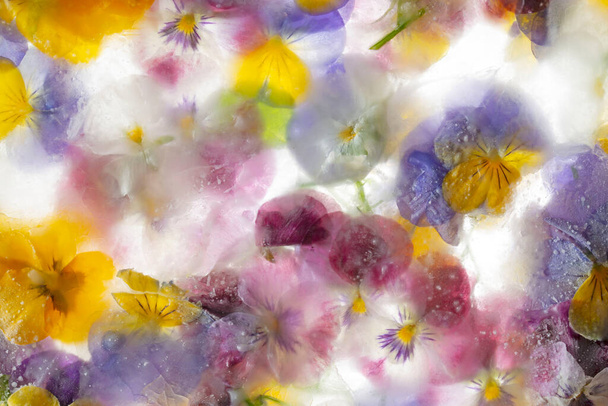 Fondo de colores mixtos de flores de pansy y jacinto de uva en hielo. Consepto plano para la tarjeta de temporada. Foto de alta calidad - Foto, imagen