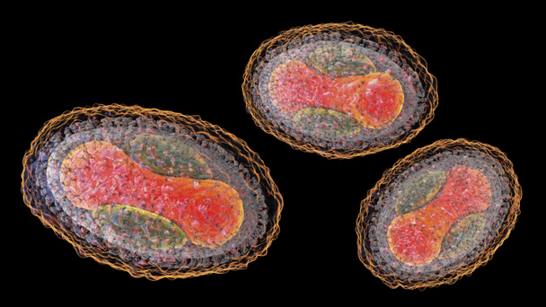 Virus Molluscum contagiosum, illustration 3D. Un virus de la famille des Poxvirus, provoque une infection cutanée avec de nombreuses petites lésions surélevées - Photo, image