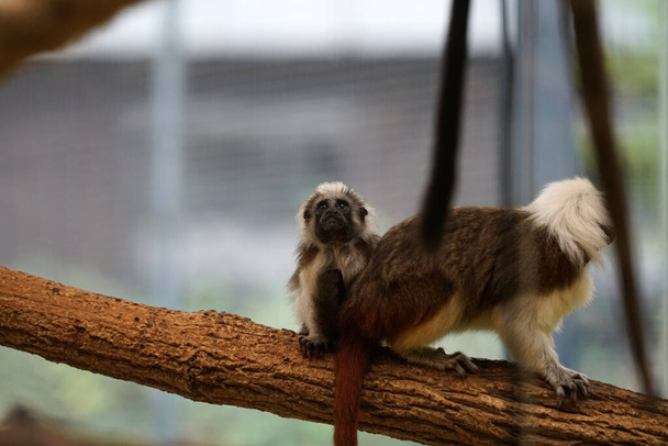 A closeup shot of two cotton-top tamarin monkeys on a branch - Photo, Image
