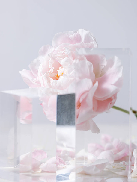 A vertical shot of beautiful pink peony flowers in a glass vase on a white background - Фото, изображение