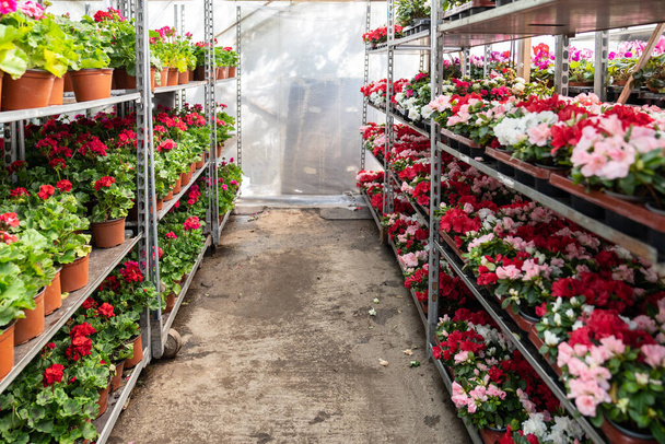 Potted azalea en geranium bloeien met rode en witte bloemen groeien in plastic potten te koop in de kas. Blossoming outdoor planten staan in rekken voor de markt of winkel in kas - Foto, afbeelding
