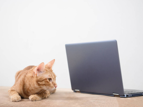 Πορτοκαλί γάτα κάθεται σε καναπέ με φορητό υπολογιστή με λευκό φόντο τοίχο, Cat που εργάζονται με την έννοια notebook - Φωτογραφία, εικόνα