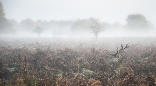 Red deer stag in atmospheric foggy Autumn landscape - Photo, Image