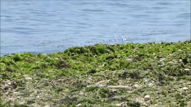 Bir plaj sahil şeridi ile yosun kaplı - Video, Çekim