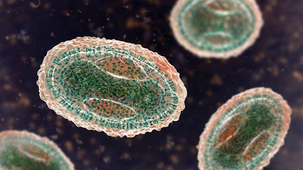 Variola-virus, ortodoksivirokkovirusten heimoon kuuluva virus, joka aiheuttaa isorokkoa, ja muut rokkovirukset, apinarokko, nilviäisten tarttumisvirus, 3D-kuva - Valokuva, kuva