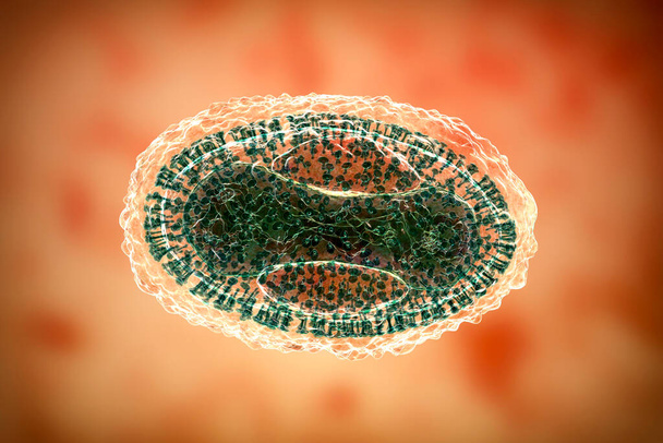 Wirus ospy wietrznej, wirus z rodziny Orthopoxviridae wywołujący ospę wietrzną i inne wirusy z rodziny ospy wietrznej, ospy małpiej, wirusa zakaźnej małpy, ilustracja 3D - Zdjęcie, obraz