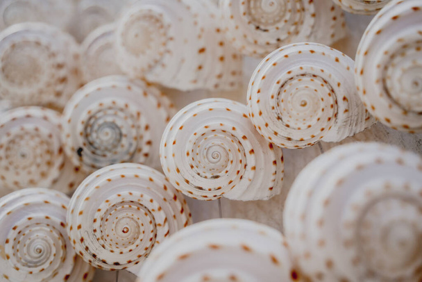 Wall decorated with scallop shells in a row. - Фото, изображение