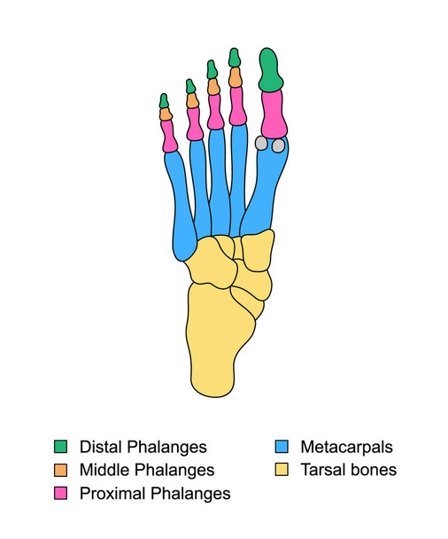 Voetbeenanatomie met beschrijvingen. Gekleurde beenbasis onderdelen structuur. Onderwijsdiagram met interne orgelillustratie. Distale, proximale en middelste vingerkootjes, middenhandsbeentjes, voetdelen van tarsale beenderen - Vector, afbeelding