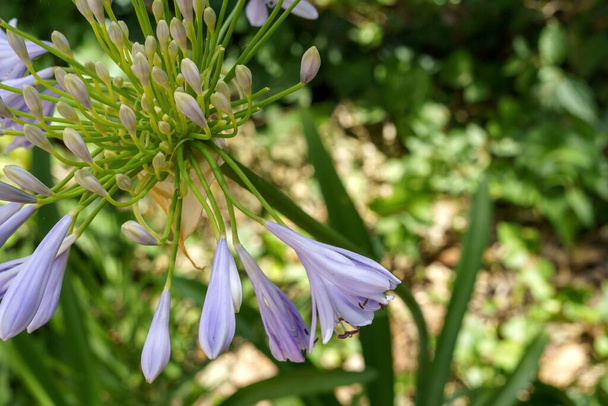 African lilies, Agapanthus. Common name love flowers - Photo, Image