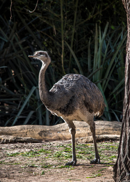 Retrato de avestruz en el zoológico - Foto, imagen