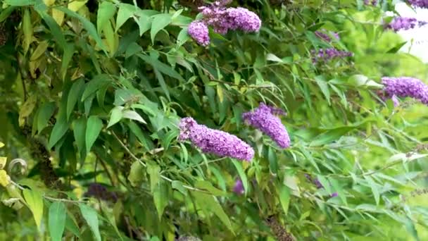 Blooming purple Lilac flowers on background of summer green leaves in garden. Butterfly bush. Buddleja blossom - Πλάνα, βίντεο