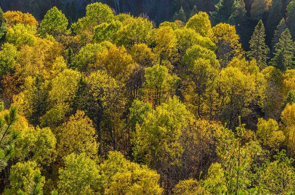Fall colorful trees in Algonquin park . Ontario, Canada - Φωτογραφία, εικόνα