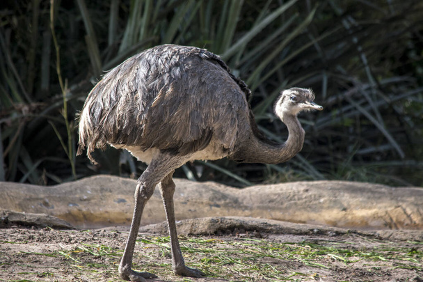 Retrato de avestruz en el zoológico - Foto, Imagen