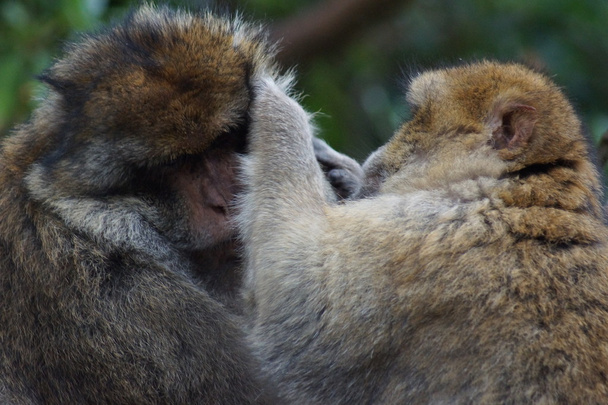 Barbary makak - Macaca sylvanus - Fotoğraf, Görsel
