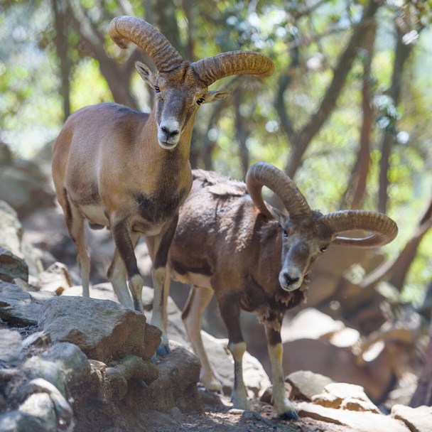 Two male Cyprus mouflons (wild sheep) in mountain forest. Wildlife animals in Troodos mountains, Cyprus - Photo, Image