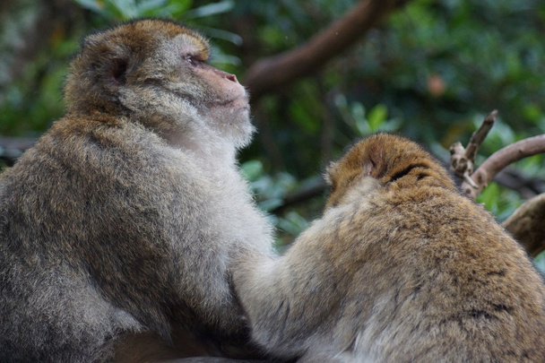 Macaco barbaro - Macaca sylvanus
 - Foto, immagini
