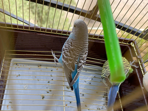 Μικρός παπαγάλος μέσα σε μικρό κλουβί - Φωτογραφία, εικόνα