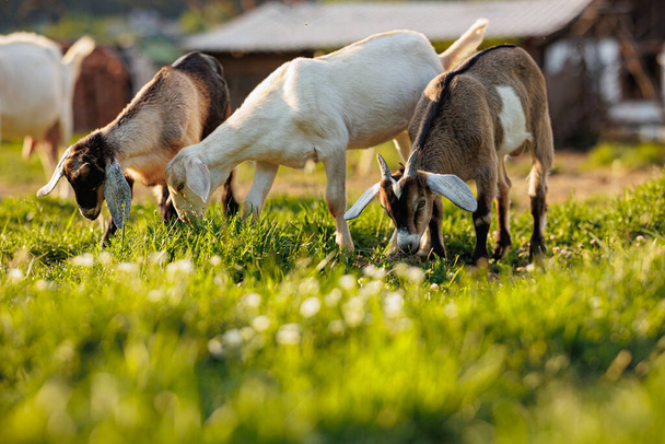 Cattle farming. Domestic goats in the eco farm. Goats eat fresh hay or grass on ecological pasture on a meadow. Farm livestock farming for the industrial production of goat milk dairy products. - Foto, afbeelding