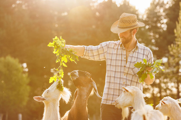 El agricultor macho alimenta cabras con hierba verde fresca en pastos ecológicos en un prado. Ganadería para la producción industrial de productos lácteos de leche de cabra. - Foto, Imagen