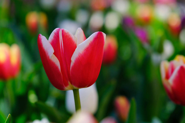 Beautiful red tulip flower on a blurred background, close-up - Φωτογραφία, εικόνα