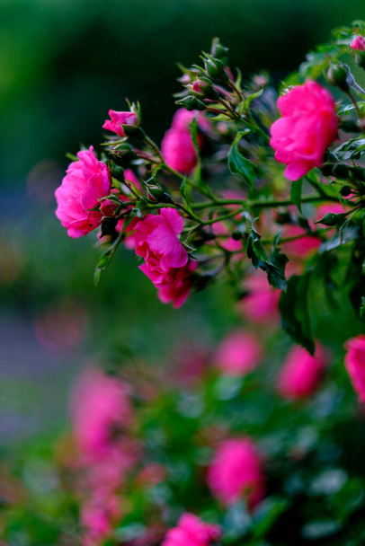 Ανθισμένη πομπονέλλα τριανταφυλλιά με μπουμπούκια τριαντάφυλλου - Φωτογραφία, εικόνα