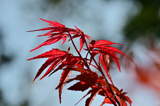 Τα φύλλα του κόκκινου δέντρου πλησιάζουν. Φυτό Acer palmatum. - Φωτογραφία, εικόνα