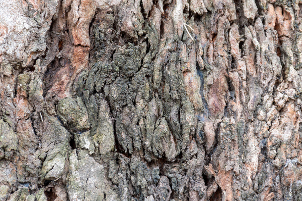 Textura muy áspera de la corteza de un árbol. - Foto, imagen