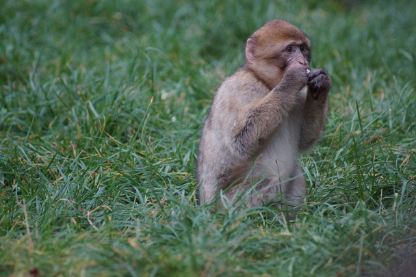 Macaque barbare - Macaca sylvanus
 - Photo, image
