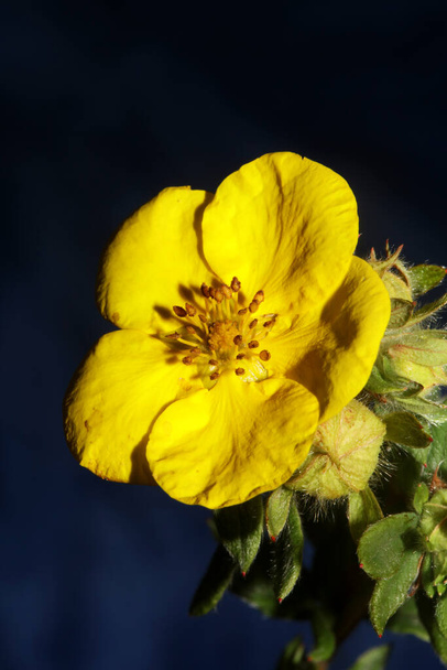 Keltainen kukka kukka kukka lähikuva kasvitieteellinen tausta iso koko laadukkaita tulosteita dasiphora fruticosa perhe Thymelaeaceae seinäjulisteita - Valokuva, kuva