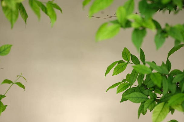 Weiße Wand mit grünen Blättern. Natürlicher Hintergrund - Foto, Bild