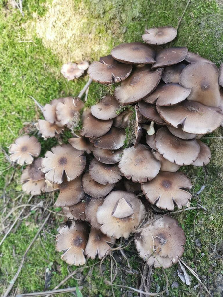 wild poisonous white-colored parasol mushroom - Photo, Image