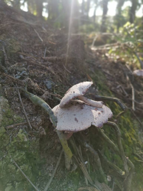cogumelo de guarda-sol de cor branca venenoso selvagem - Foto, Imagem