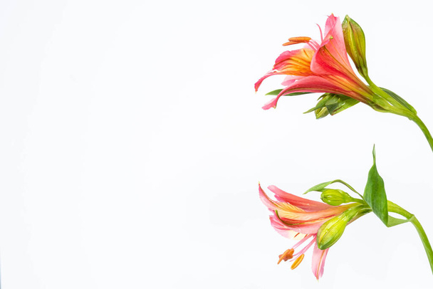 Asetelma. lähikuva kaksi kukkia Värikäs alstroemeria eristetty valkoisella taustalla. Extreme Flower lähikuva. juhlava kukka tausta koristelu. Kopioi tilaa. Banneri - Valokuva, kuva