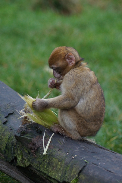 Macaco de Berbería - Macaca sylvanus
 - Foto, imagen