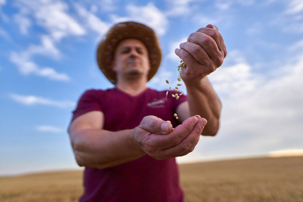 Farmer checking the quality of the wheat grain - Foto, Bild