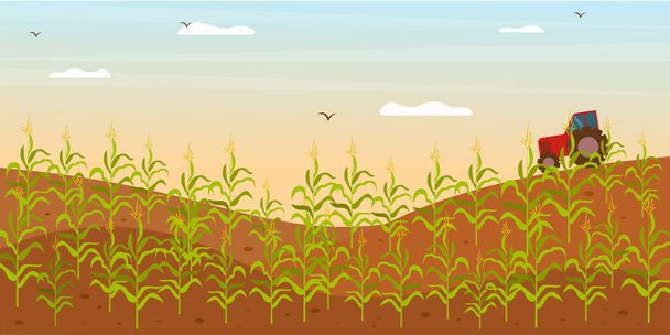 Field with growing corn and working tractor. Corn field vector illustration in flat style. Bio fuel resources growing concept. - Vector, Image
