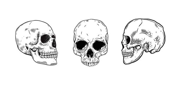 Hand drawn black color scull set. Vector art sketch style illustration. Realistic signs. - Vector, Image