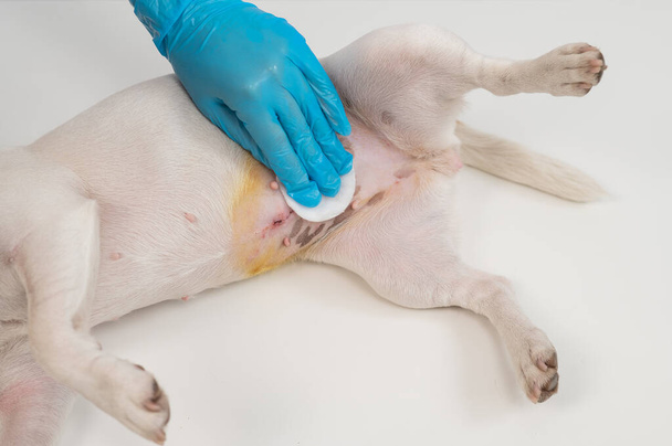 The veterinarian treats the dogs suture after a surgical operation - Foto, Imagem