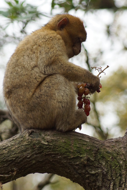 Macaco de Berbería - Macaca sylvanus
 - Foto, imagen