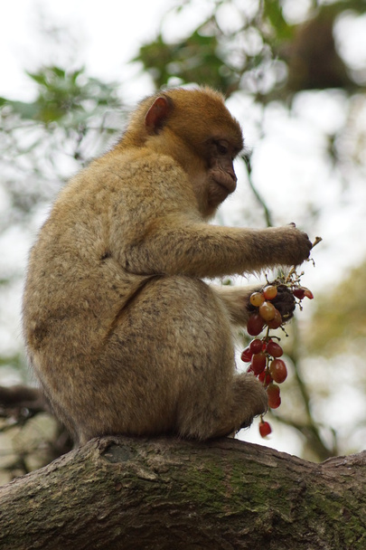 Macaco de Berbería - Macaca sylvanus
 - Foto, Imagen