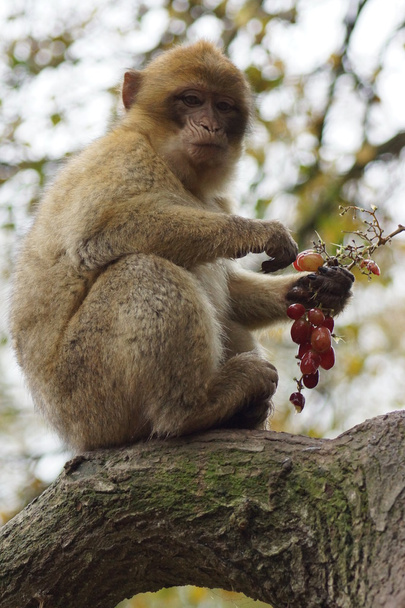 Barbary Macaque - Macaca sylvanus - Valokuva, kuva