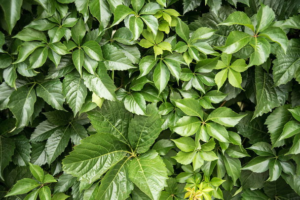 Green Leaf Background. leaves of grapes. Toning, soft focus, close up background mode. Copy space - Foto, Imagem