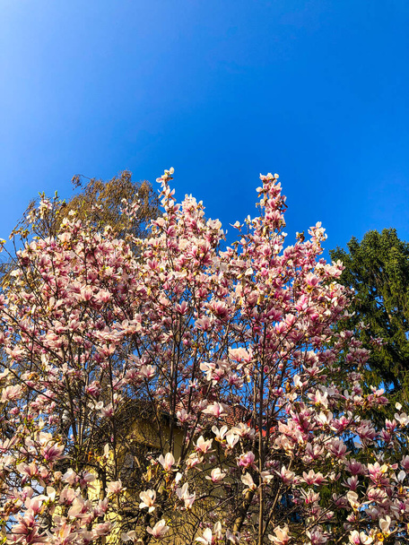 Вертикальный снимок цветущего дерева из розовых и белых цветов Магнолии на фоне голубого неба - Фото, изображение