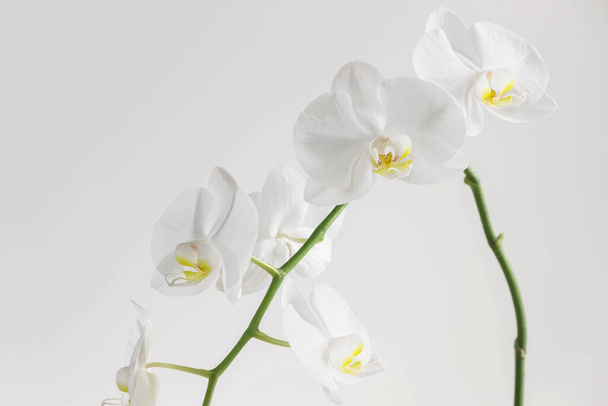 white orchid flower blossom with white background  - Valokuva, kuva