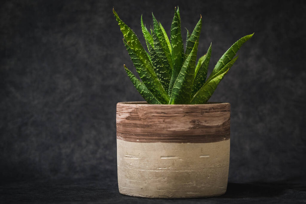 A closeup of the Lace aloe in the pot isolated on the dark gray background. - Foto, imagen