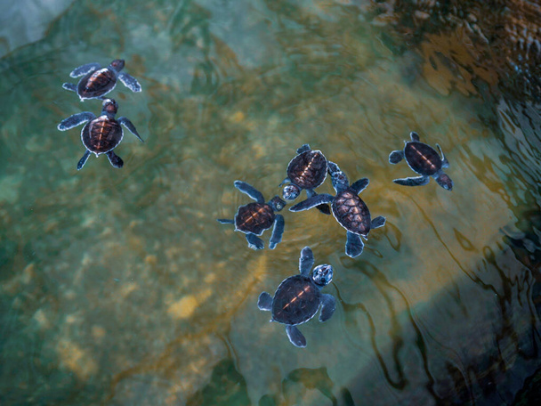 Um grupo de tartarugas bebés. Sociedade de Preservação de Tartarugas Marinhas - Foto, Imagem