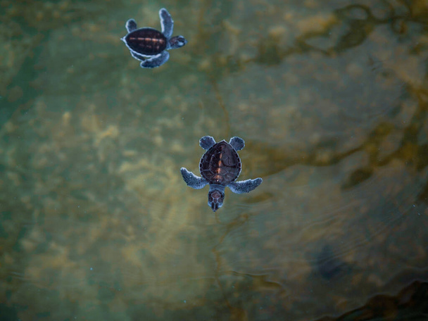 Eine Aufnahme von zwei Babyschildkröten aus der Vogelperspektive. Die Gesellschaft zum Schutz der Meeresschildkröten - Foto, Bild